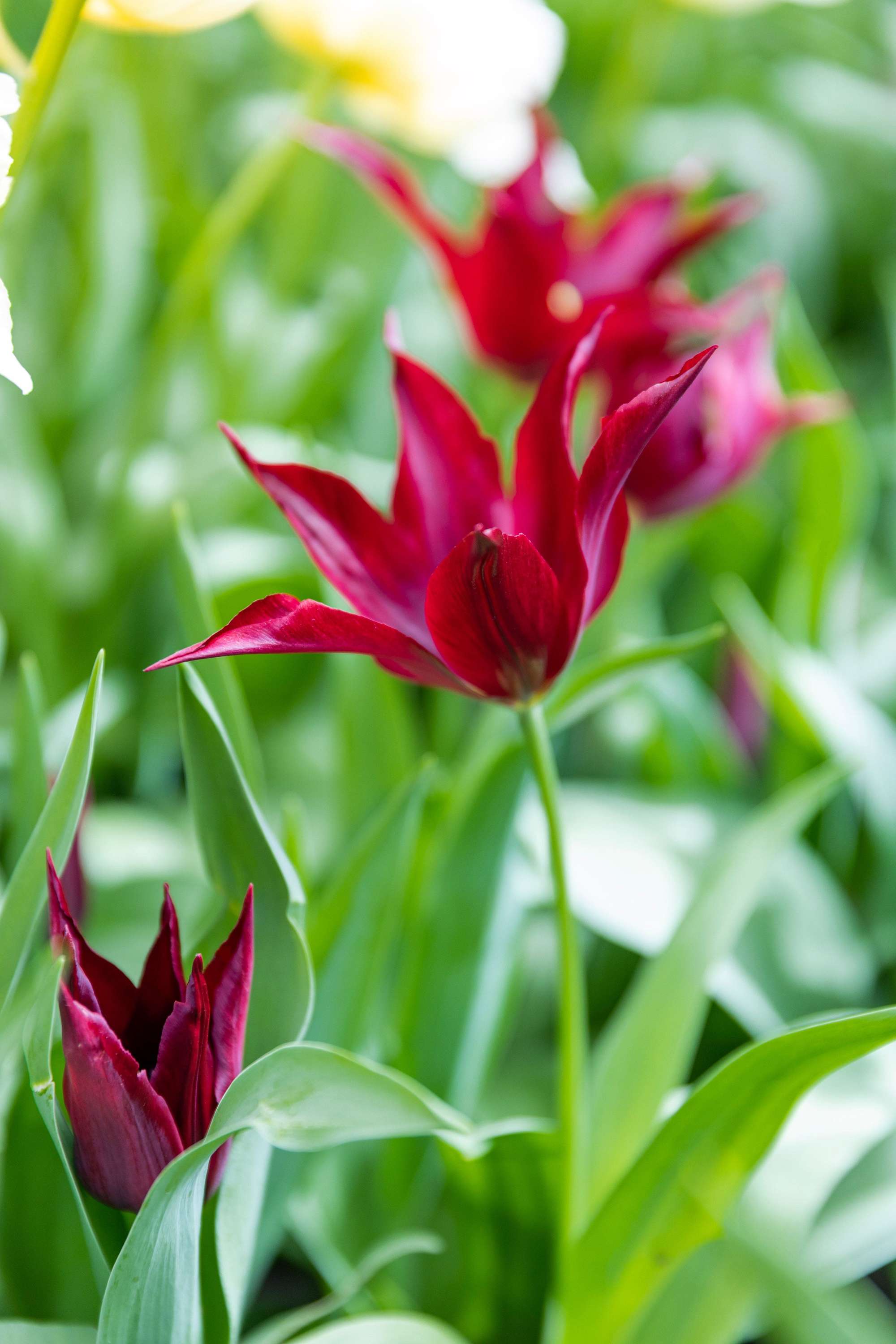 Tulpe 'Sarah Raven'